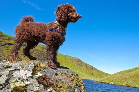 How to Choose the Right Miniature Poodle Color