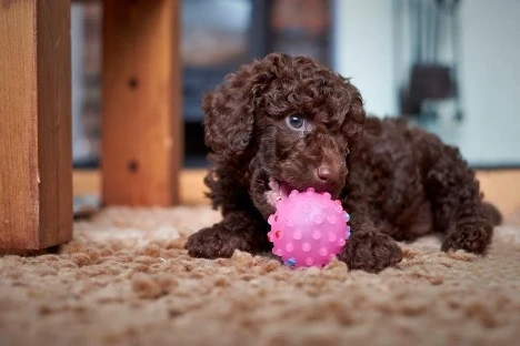 Miniature Poodle Personality: Traits, Behavior, Temperament, and Training Guide