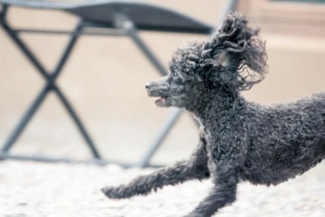 History of the Miniature Poodle Personality