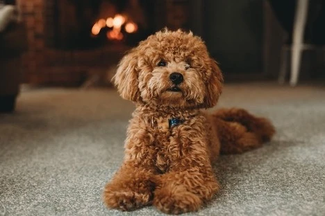 What Is the Miniature Poodle Personality?