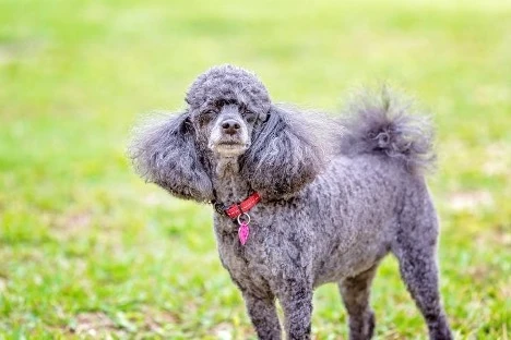 Miniature Poodle Temperament