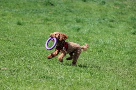 Miniature Poodle Behavior