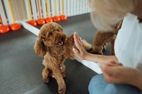 Miniature Poodle Training