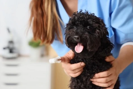 Health Issues That Affect Miniature Poodle Behavior