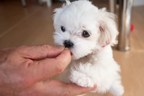 Is a Miniature Poodle Puppy Perfect for You?