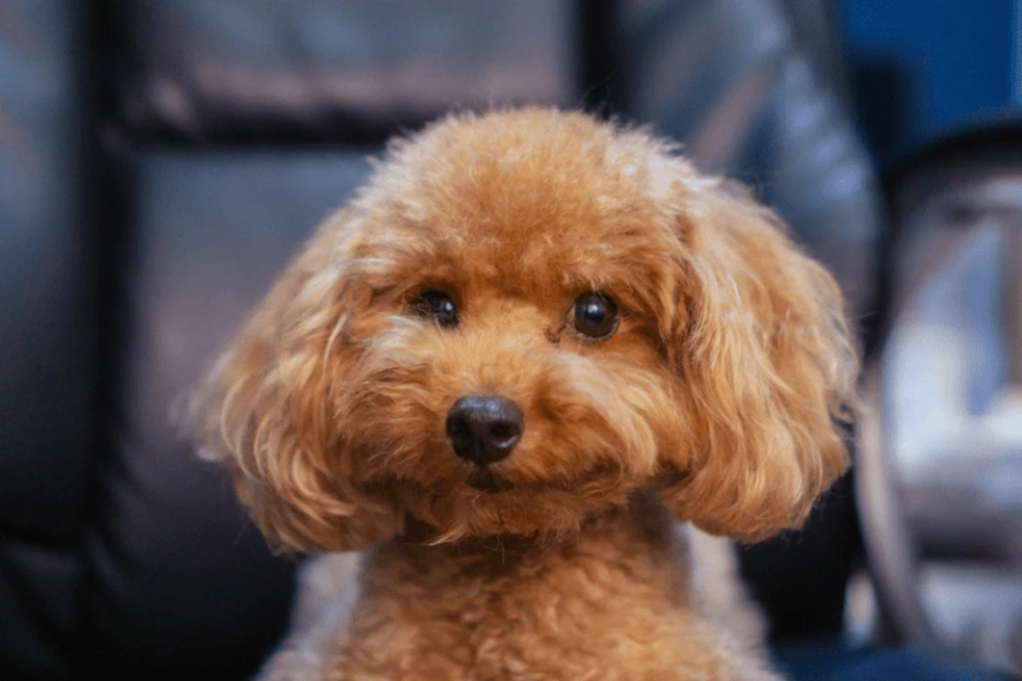 Miniature Poodle Size: Weight, Height, and How Big They Get