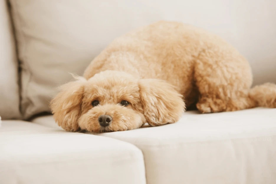 Miniature Poodle Growth Chart