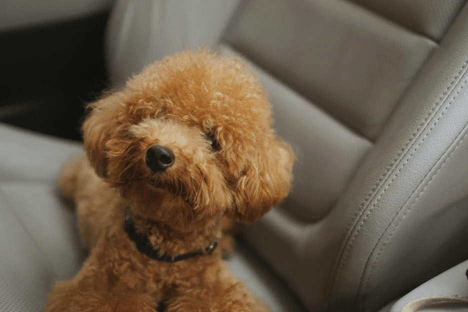 Miniature Poodle's Size