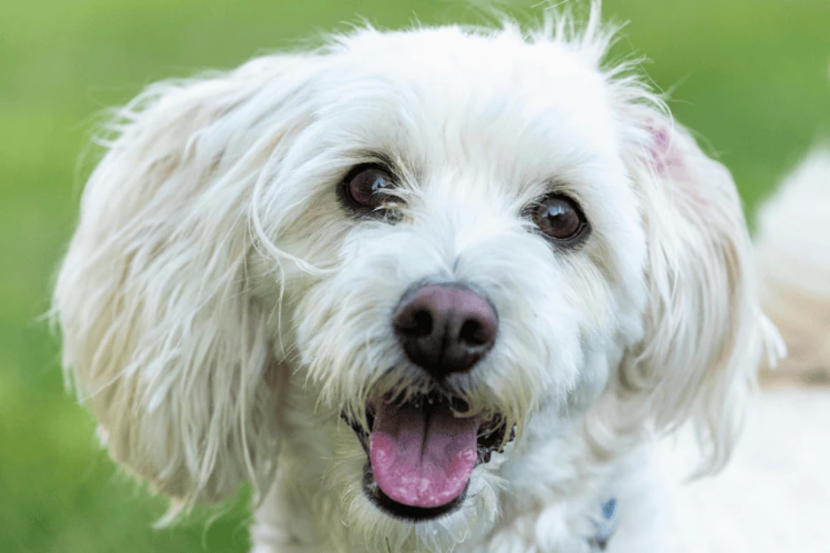 Miniature Poodle Size vs. Toy and Standard Poodles