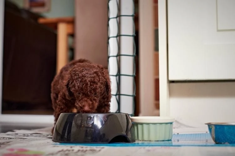 Best Food for Miniature Poodles: What to Feed Your Dog for Balanced Nutrition