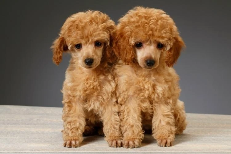 Are Miniature Poodles Hypoallergenic? What You Should Know About Miniature Poodle Fur