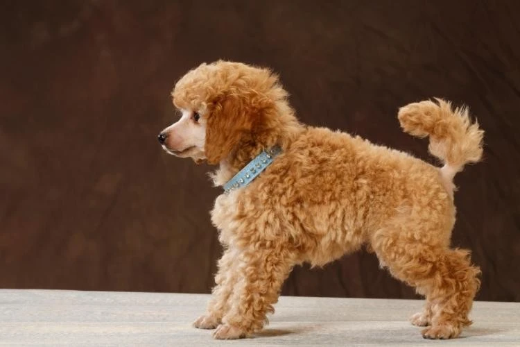 Miniature Poodles