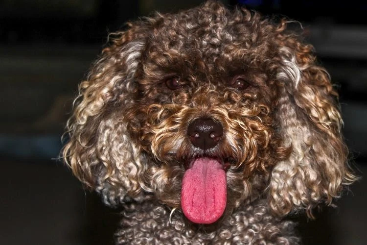 Miniature Poodles