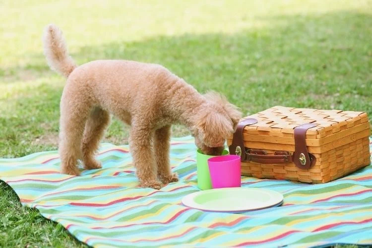Miniature Poodles