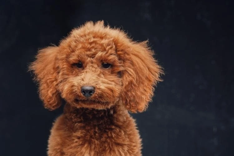Miniature Poodles