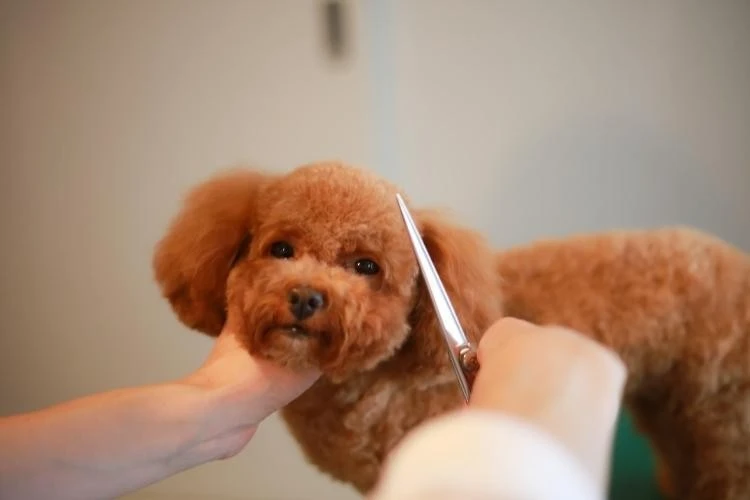 Miniature Poodles