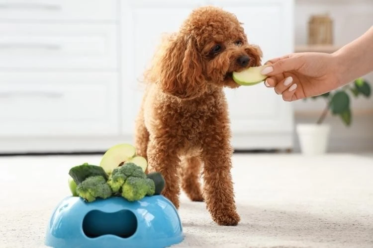 Miniature Poodles