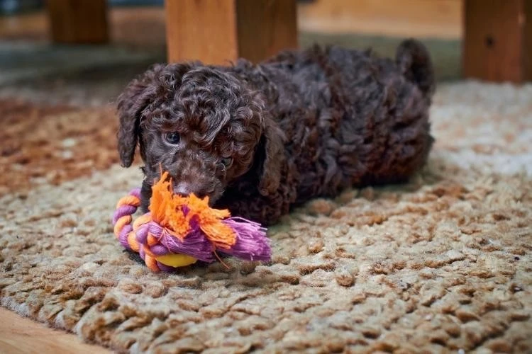 Miniature Poodles