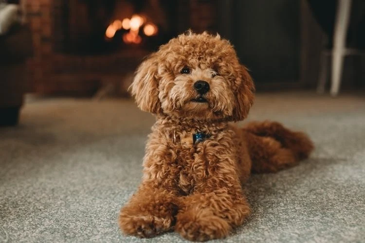 Miniature and Toy Poodle
