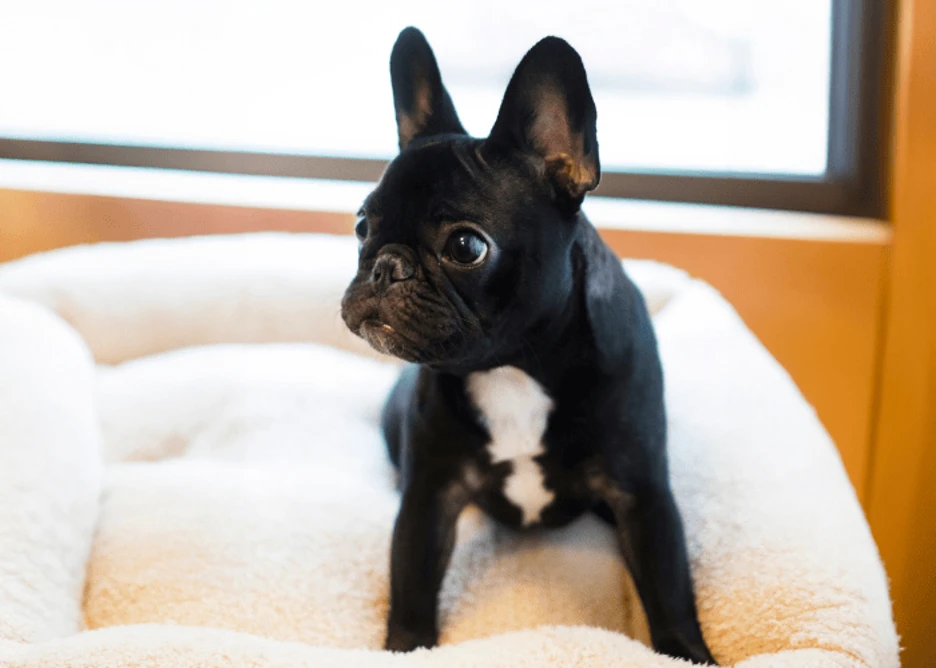 Most Expensive Dog Breeds: Guide to Costs, Care, and Top Breeds