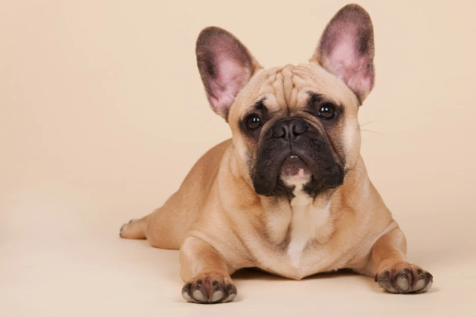 French Bulldog rare coat colors