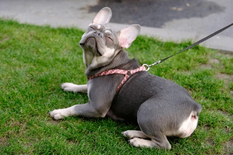 Most Low-Maintenance Dog Breeds for Busy, Loving Owners