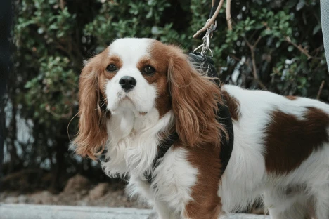 Cavalier King Charles Spaniel