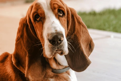 Basset Hound