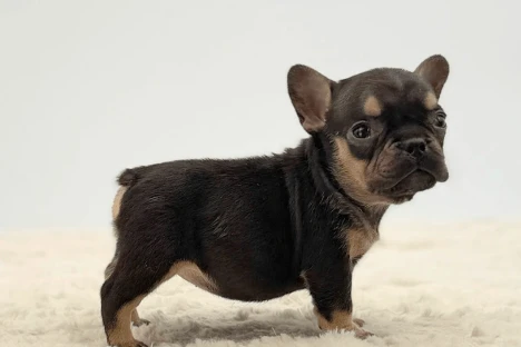 French Bulldog