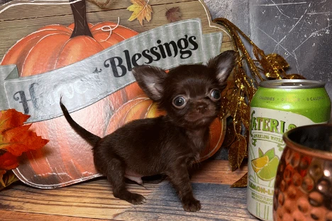 Chihuahua
