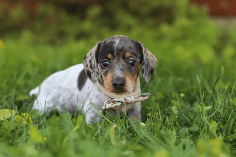 Dachshund