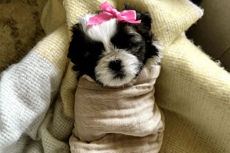 Shih Tzu