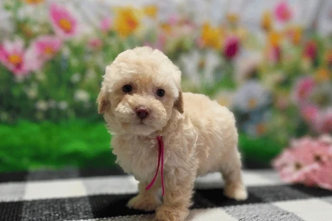 Miniature or Toy Poodle