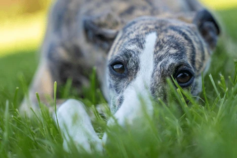Greyhound