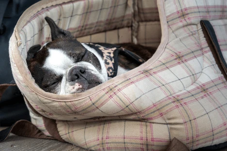 Boston Terrier