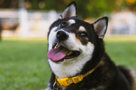 Shiba Inu