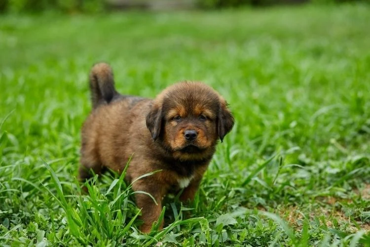Newfoundland