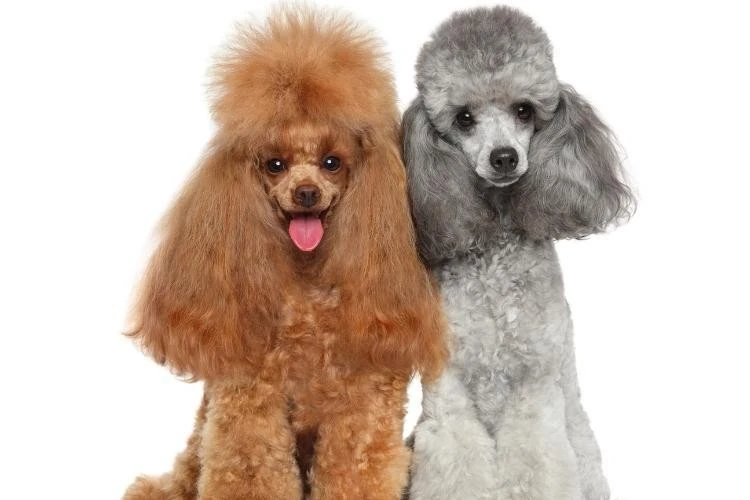Toy Poodles vs Yorkshire