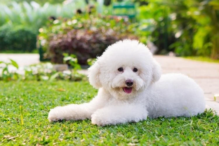 Toy Poodles vs Yorkshire