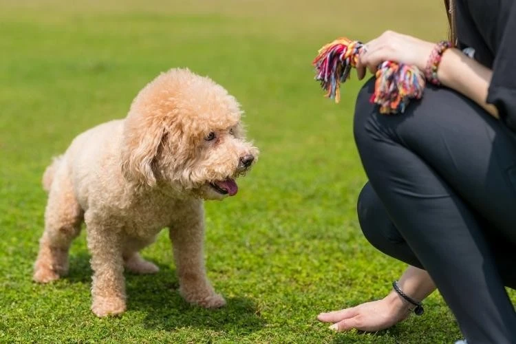 Toy Poodles vs Yorkshire