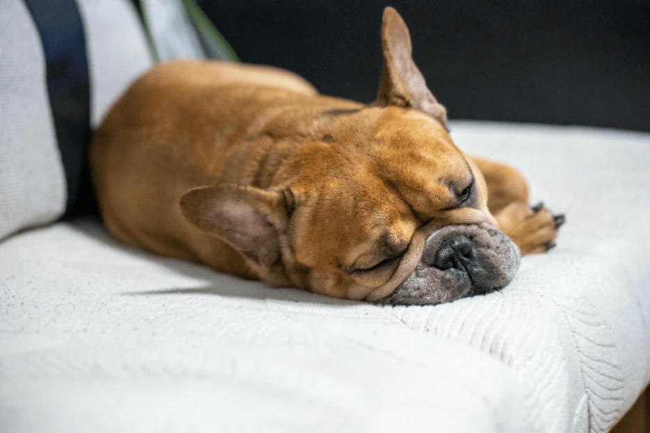 Pug vs French Bulldog: Which Loving Companion Is Right for You?
