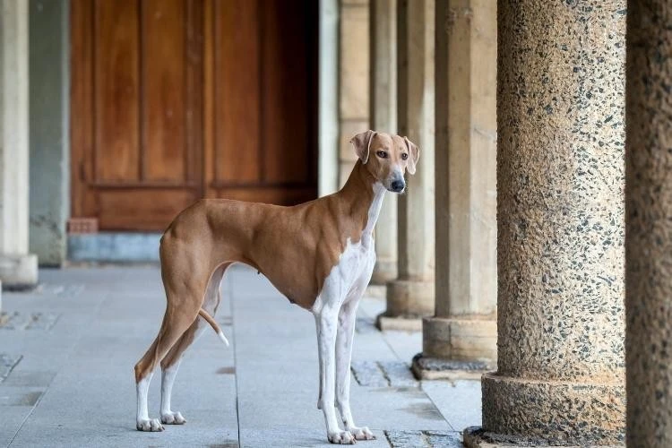 Rare Dog Breeds: 10 Unusual Pups Worth Knowing