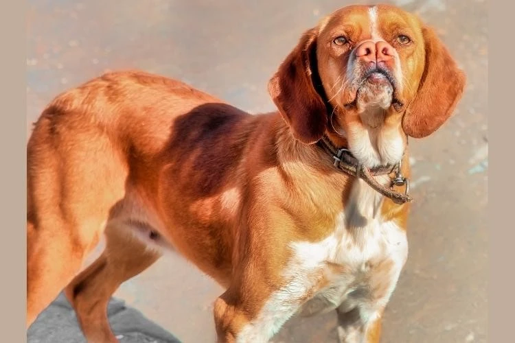 Rare Dog Breeds
