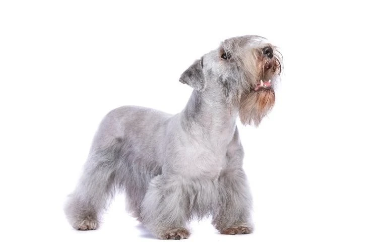 Rare Dog Breeds