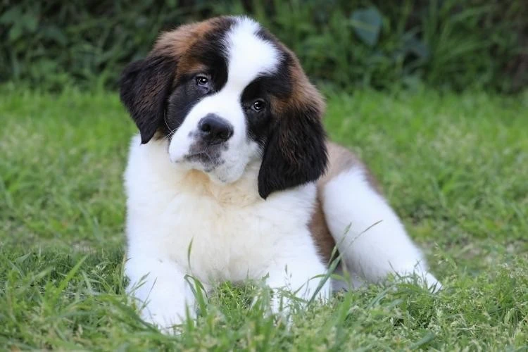 Saint Bernard