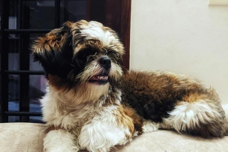 Shih Tzu