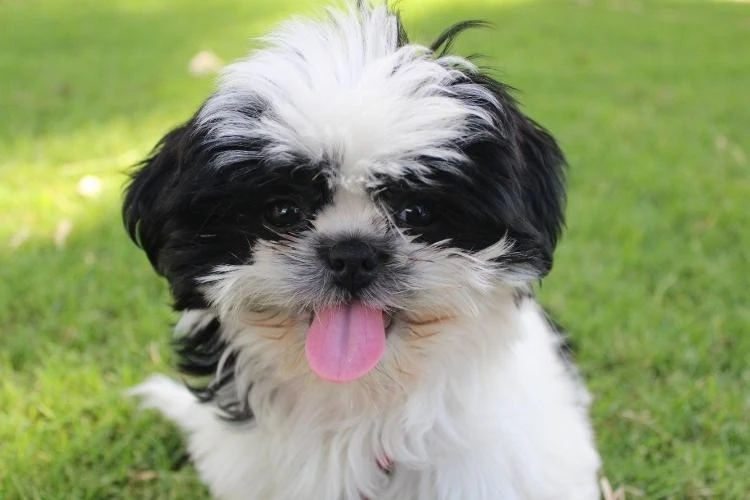 Shih Tzu