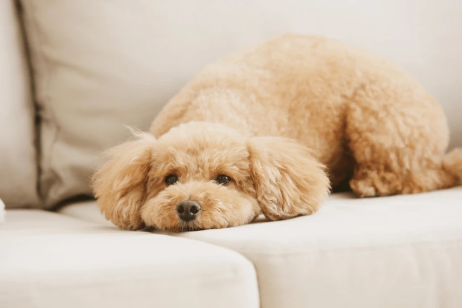 The Best Dogs for Allergies in 2026: A Simple Guide for Pet Parents