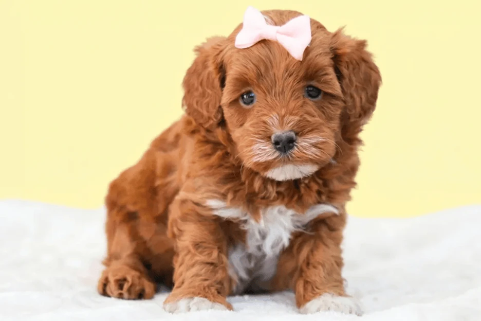 Cavapoo Puppies