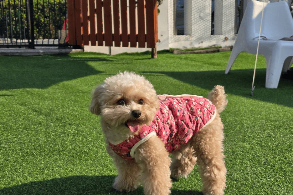 How to Choose the Best Breeds That Don't Shed